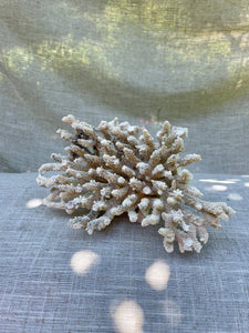 Coral Cluster