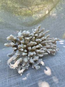 Coral Cluster