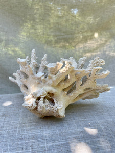 Coral Cluster