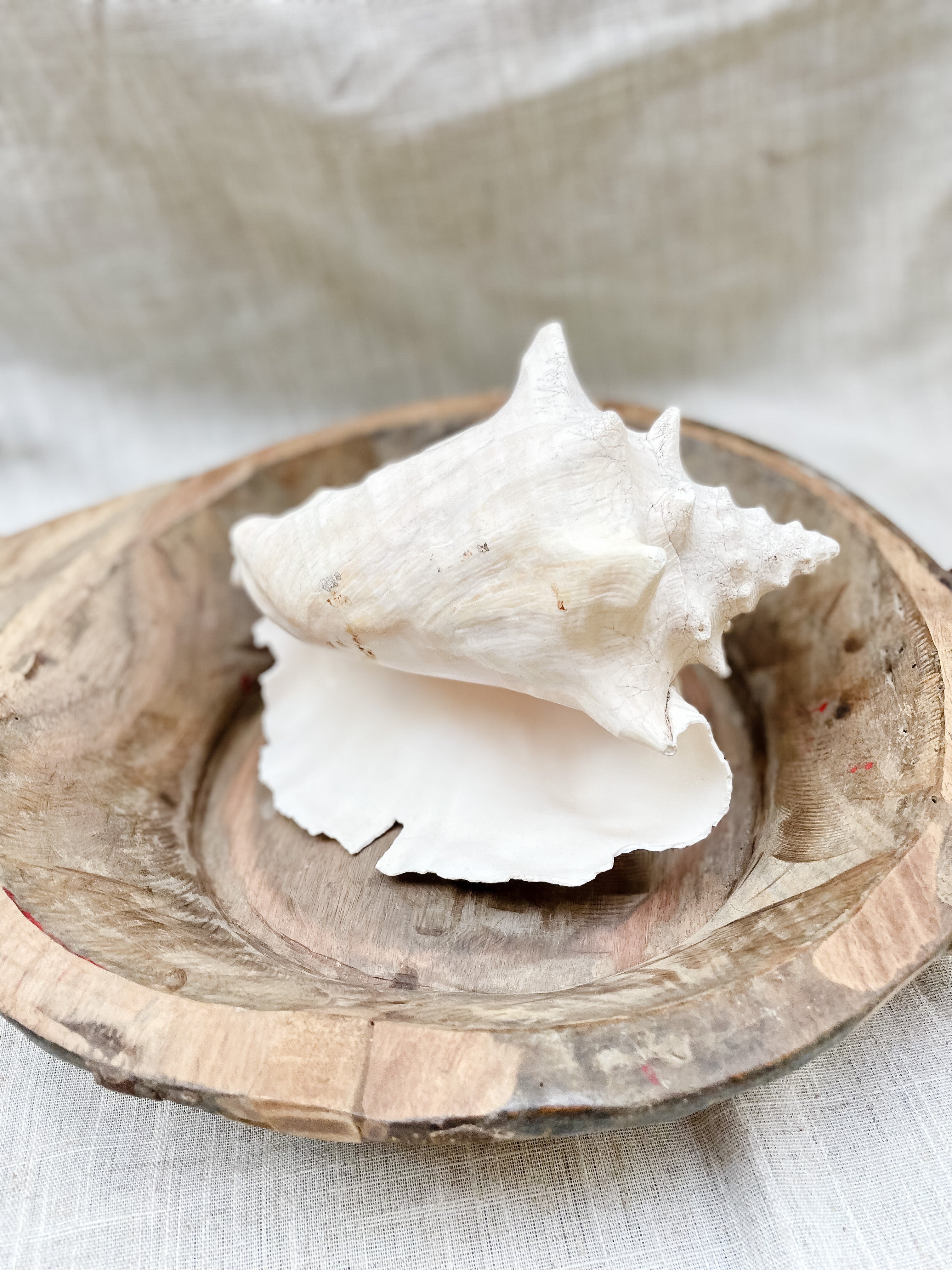 Conch Shell