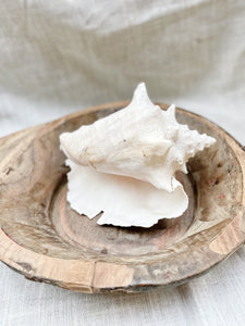 Conch Shell
