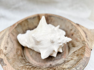 Conch Shell