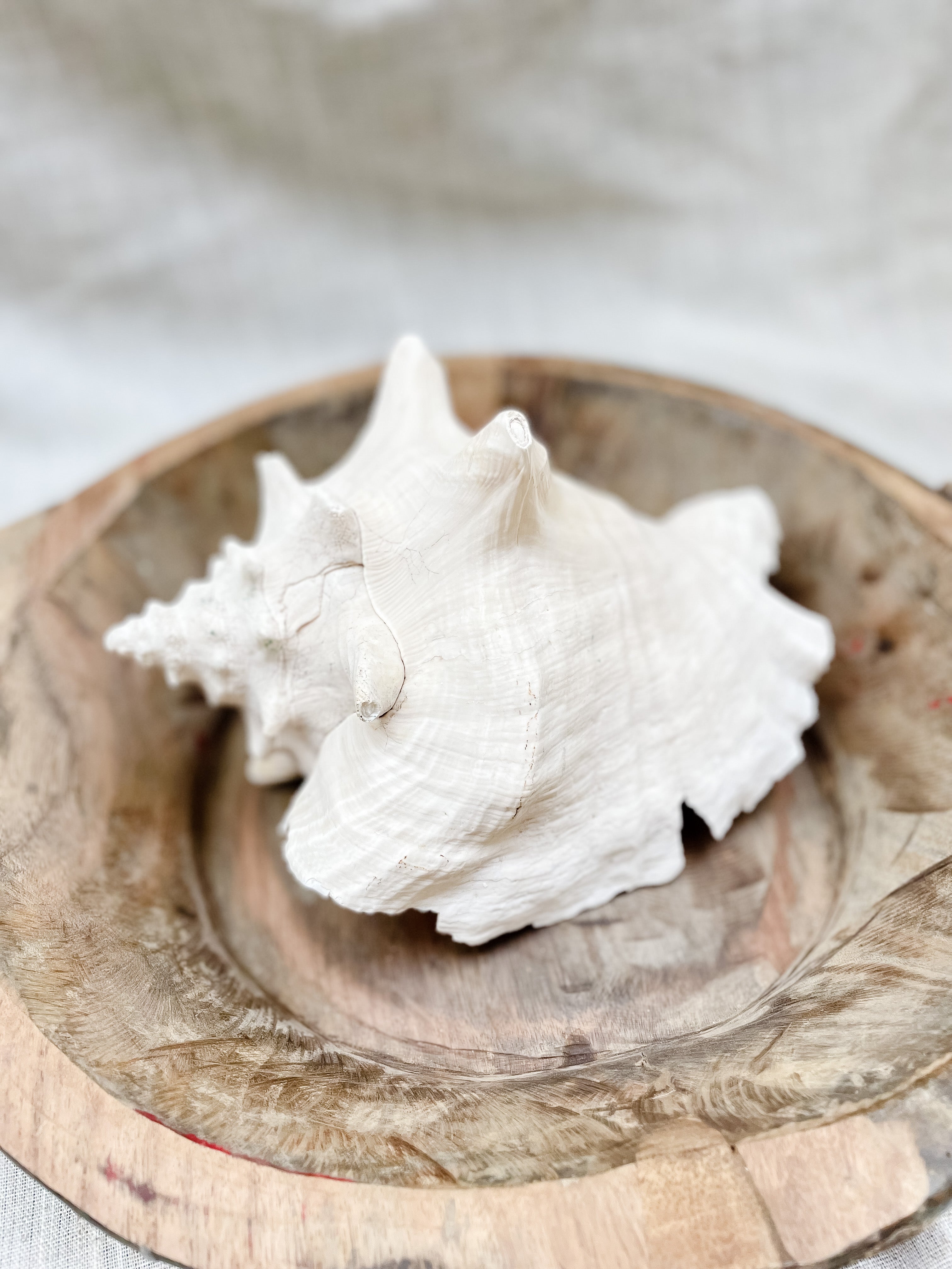 Conch Shell